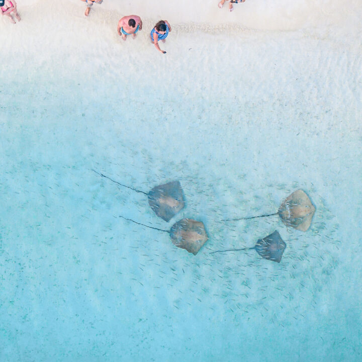 cookie therapy maldives